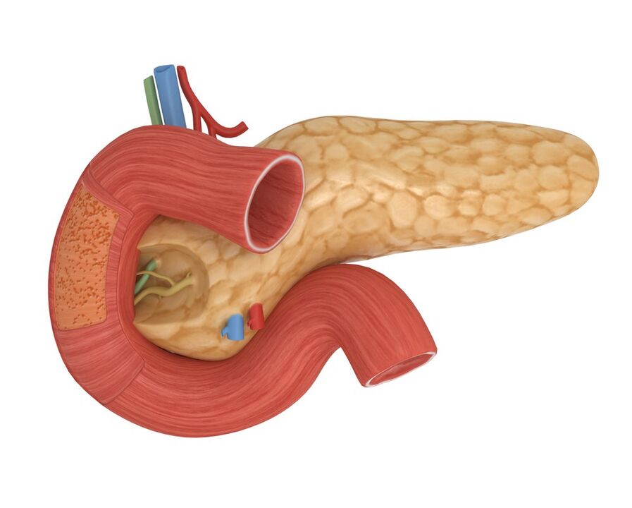 gute Empfindlichkeit gegenüber Pankreasinsulin nach Einnahme von Glucoren